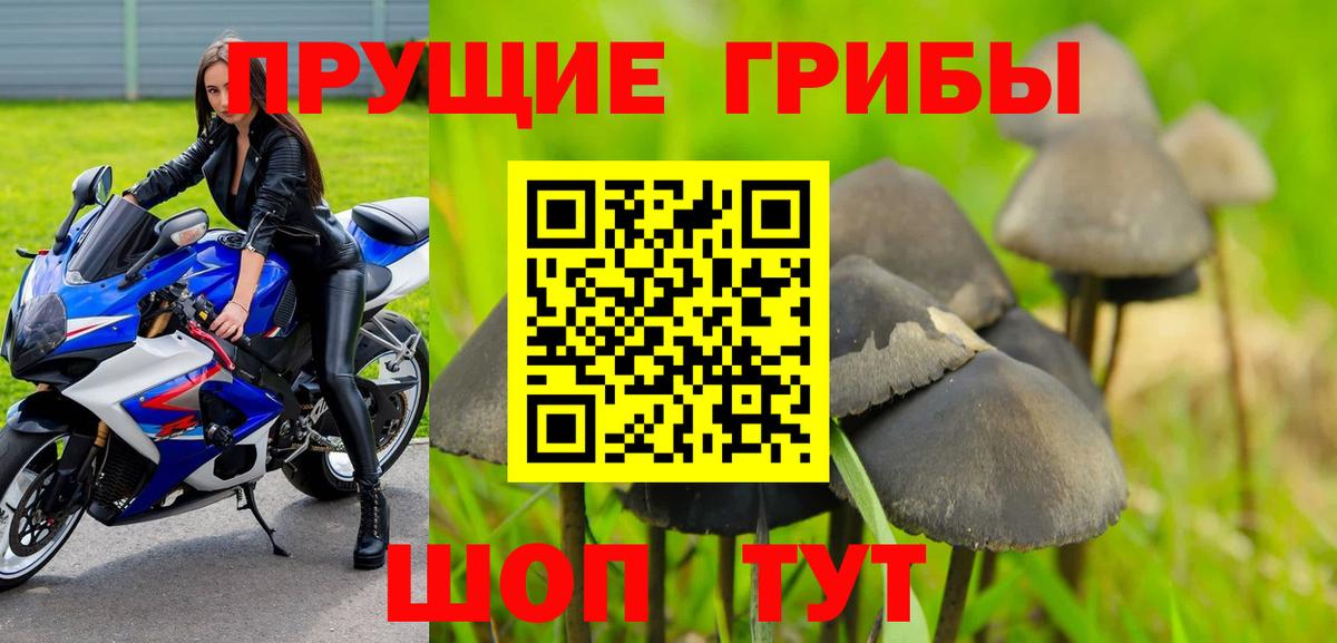 Псилоцибиновые грибы Psilocybe Нововоронеж